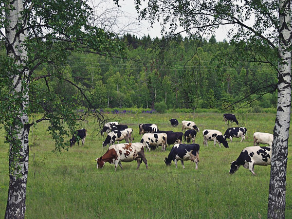 СОГАЗ застраховал поголовье коров на 120,2 млн рублей