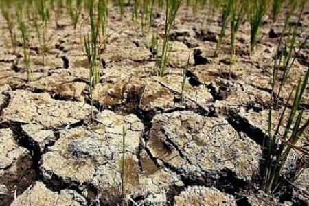 «МАКС» в Пензенской области выплатила ООО «Агрокомплекс» более 1,2 млн руб. за погибший урожай озимых