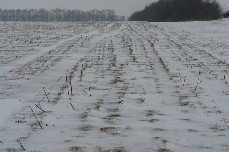 СОГАЗ-АГРО в Ростовской области застраховал урожай озимой пшеницы