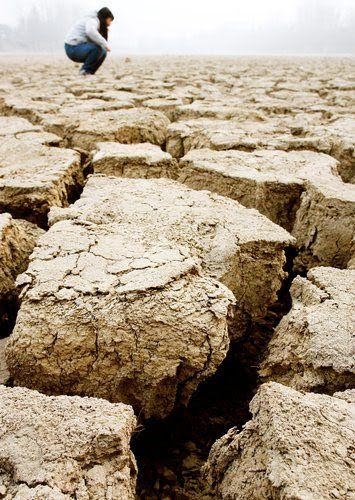 ВСК в Рязанской области выплатила 3 млн рублей за поврежденную в результате засухи пшеницу 