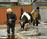 70 строений в Нерехте застрахованы в компании РОСГОССТРАХ