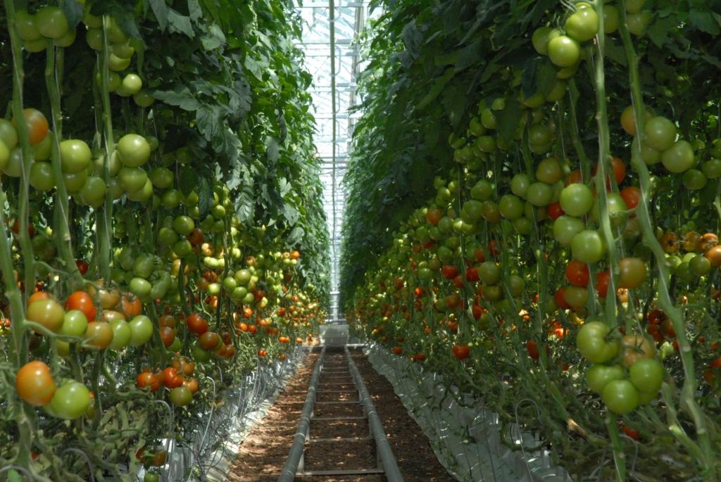 СОГАЗ-АГРО в Орловской области застраховал агрофирму на 150 млн. рублей